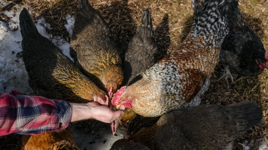 CDC Confirms First Bird Flu Infection in Missouri Resident With No Animal Contact