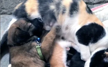 Friendly Cat Feeds Puppy Dog With Her Kittens