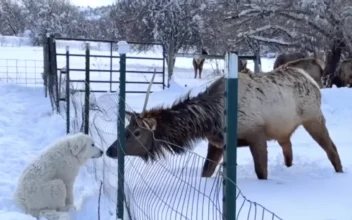 Great Pyrenees Puppy and Elk Exchange Kisses