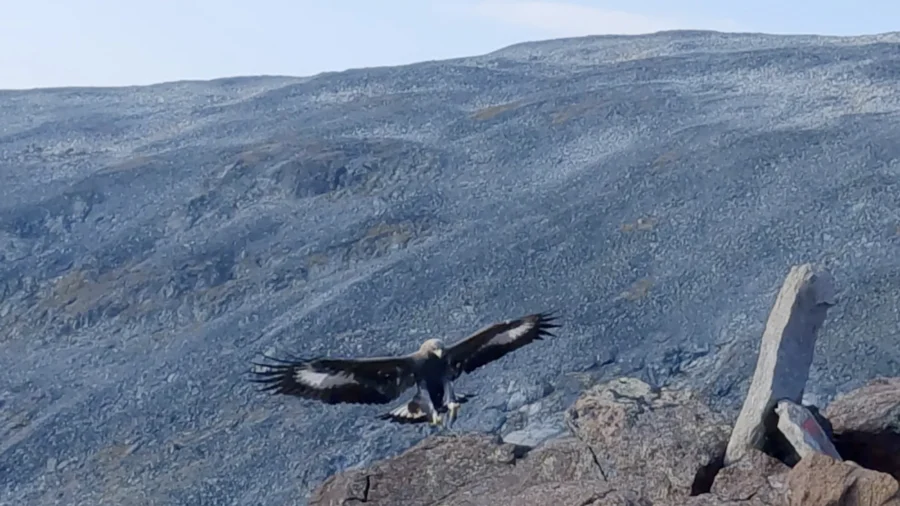 Young Golden Eagle Attacks Toddler in Norway, Its 4th Such Assault on Humans