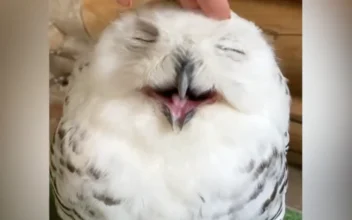 Owl Enjoys Being Stroked by Its Owner