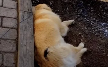 Sleepy Puppy Donates Some Fur to Bird’s Nest