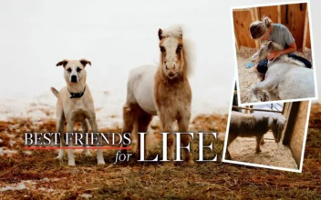 Neglected Mini Horse Rescued From Kill Pen Now Roams Free With His BFF Dog