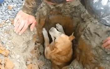 Dog Miraculously Rescued From Sewer