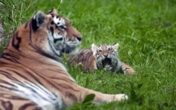 Pair of Rare Amur Tiger Cubs Debuting at Minnesota Zoo Are Raising Hopes for Endangered Species