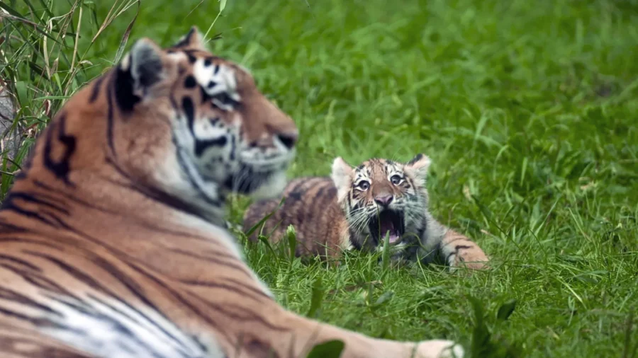 Pair of Rare Amur Tiger Cubs Debuting at Minnesota Zoo Are Raising Hopes for Endangered Species