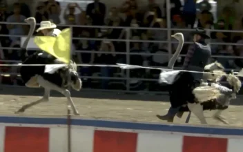 Camel and Ostrich Races Return to Nevada for Their 65th Year