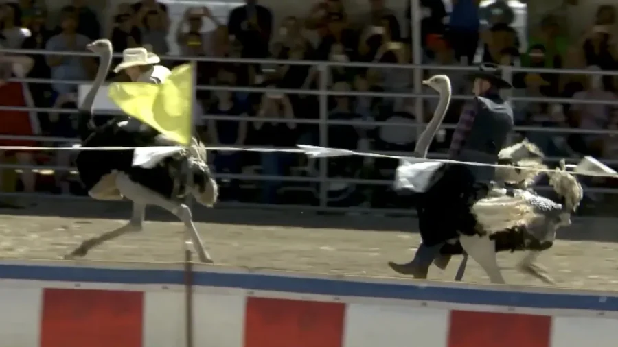 Camel and Ostrich Races Return to Nevada for Their 65th Year