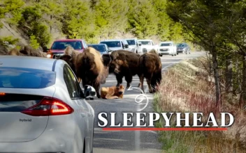 Motorists Quietly Wait for a Baby Bison to Finish His Nap on the Road