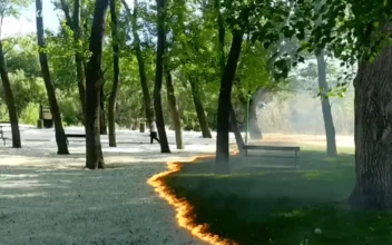 Mysterious Fluff Fire in Park