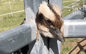 Woman Frees Kookaburra Trapped in Fence