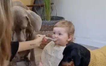 Woman Feeds Dogs Along With Her Baby