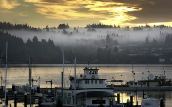 River Otter Attacks Child at a Seattle-Area Marina