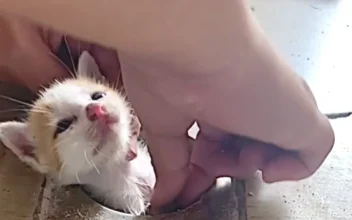 A Kind-Hearted Woman Rescued a Stray Kitten Stuck in a Drain Pipe