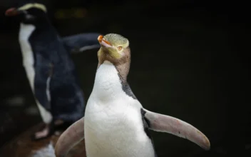 Shy Penguin Wins New Zealand’s Hard-Fought Bird Election