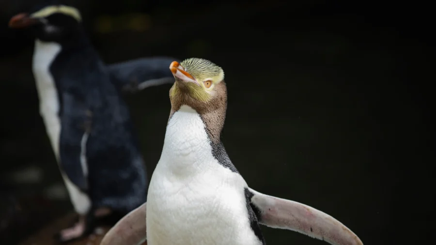 Shy Penguin Wins New Zealand’s Hard-Fought Bird Election