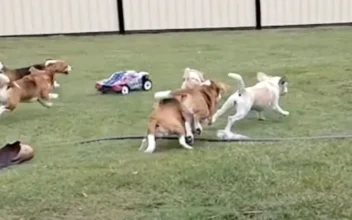 Puppy Racers Are Having So Much Fun