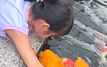 Little Girl Feeds and Strokes Giant Pet Koi