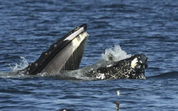 Bewildered Seal Found Itself in Mouth of Humpback Whale