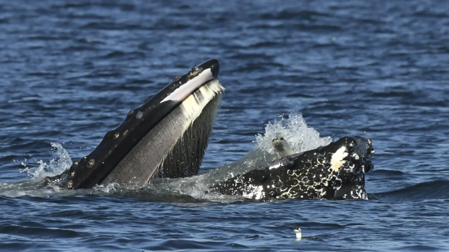 Bewildered Seal Found Itself in Mouth of Humpback Whale