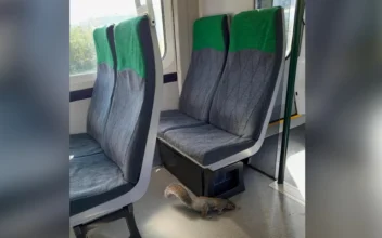 UK Train Cancelled After Squirrel Refuses to Get Off