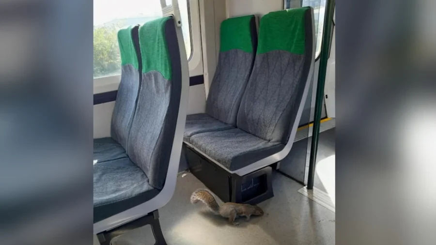 UK Train Cancelled After Squirrel Refuses to Get Off