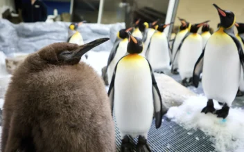 Katy Perry, Internet Go Crazy for Chonky Australian Penguin Chick