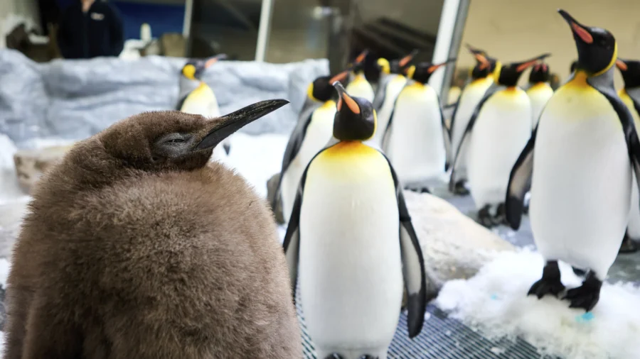 Katy Perry, Internet Go Crazy for Chonky Australian Penguin Chick