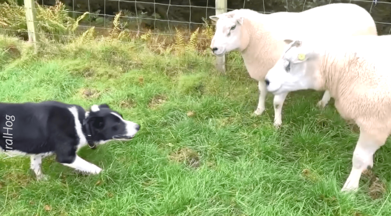 This Dog Won’t Back Down NTD