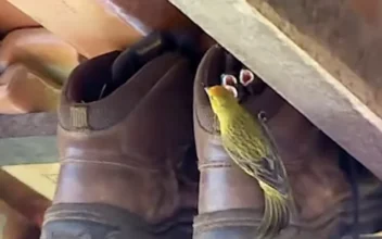 Adorable Nestlings Find Shelter in a Tiny Boot