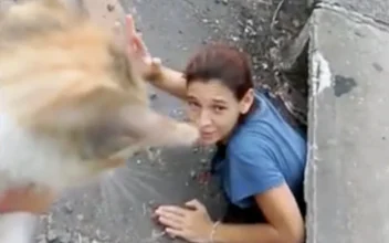 Woman Rescues Kitten in Storm Drain