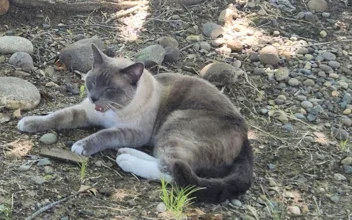 Lost Cat Travels 900 Miles Home From Wyoming to California