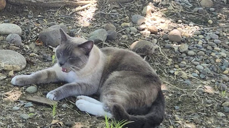 Lost Cat Travels 900 Miles Home From Wyoming to California