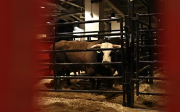 Bulls Run Wild in Massachusetts Town, All Safely Captured