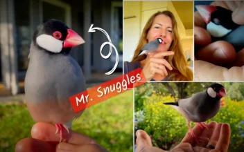 Mr. Snuggles, the Java Sparrow: From Injured Chick to Serenading Companion