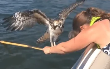 Girl Rescues Osprey Floating in Lake