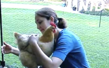 Chicken Gives Woman a Hug