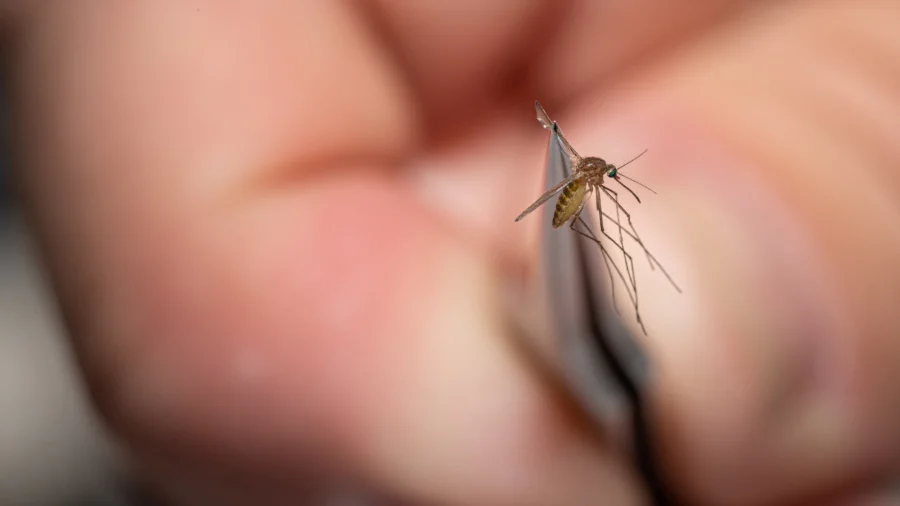 Rare Mosquito-Borne Virus Confirmed in South Carolina