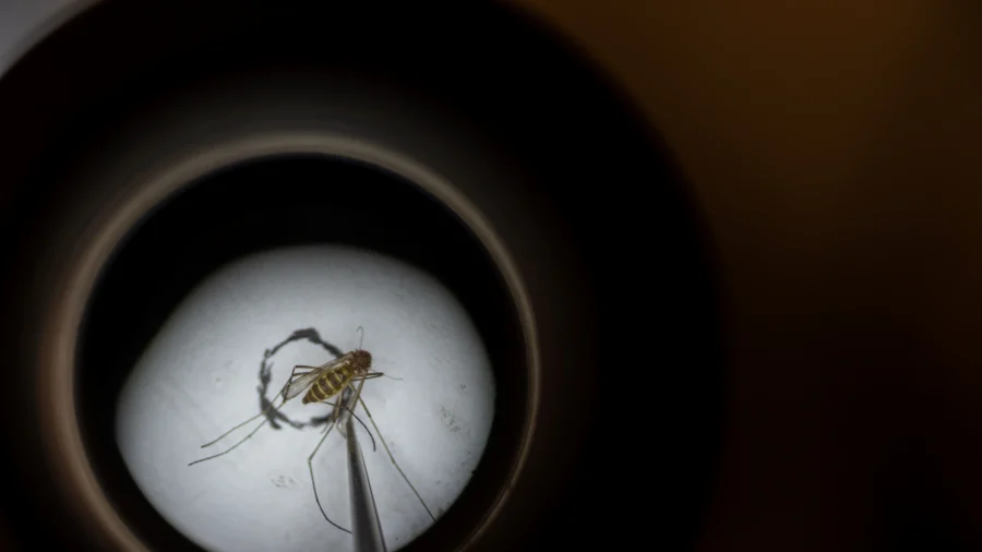 New York Resident Dies of Rare Mosquito-Borne Virus Known as Eastern Equine Encephalitis