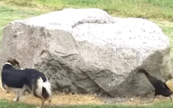 Duck Hilariously Chases Dog