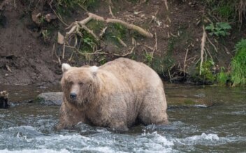 Chunkiest of Chunks Face Off in Alaska’s Fat Bear Week