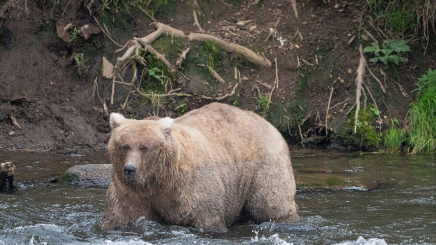 Chunkiest of Chunks Face Off in Alaska’s Fat Bear Week