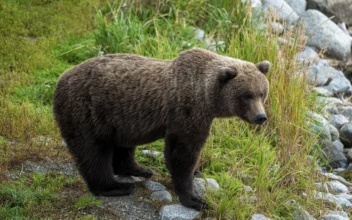 Deer Hunter Killed in Apparent Bear Mauling in Alaska, Officials Say