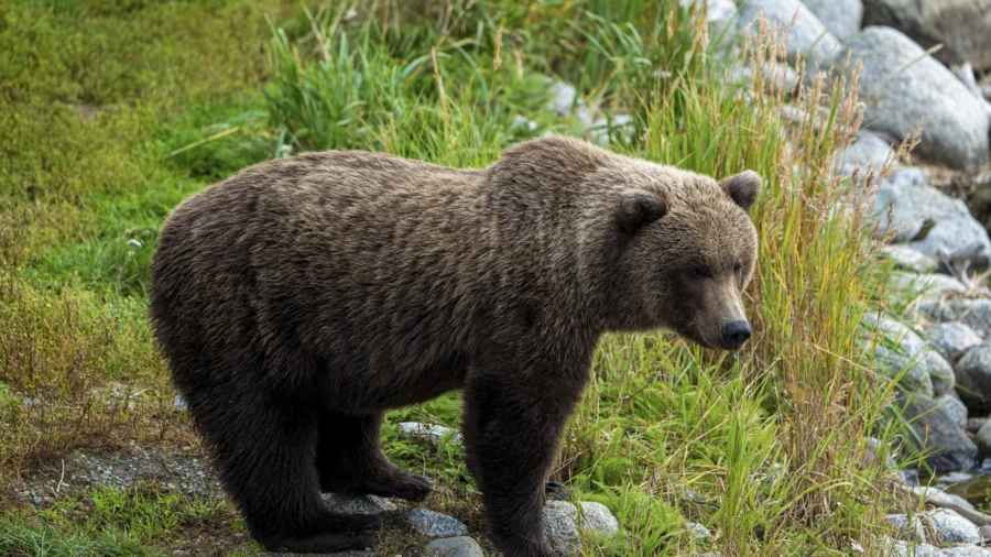 Deer Hunter Killed in Apparent Bear Mauling in Alaska, Officials Say