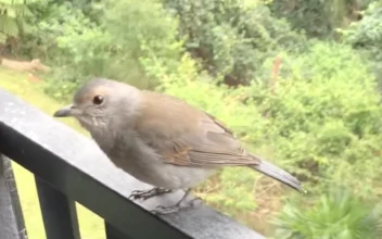 Singing Bird Performs for Person