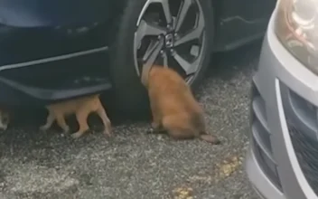 Stray Puppy With Head Stuck in Car’s Wheel Rescued