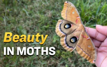 Woman Shelters Giant Moth and Cares for Its Eggs