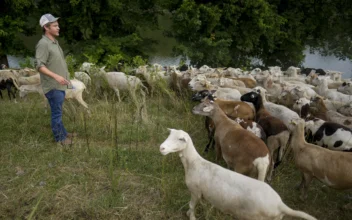 Cities Are Using Sheep to Graze in Urban Landscapes and People Love It