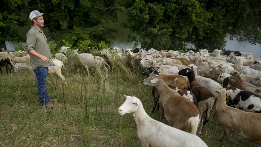 Cities Are Using Sheep to Graze in Urban Landscapes and People Love It