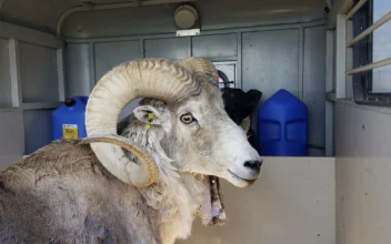 Montana Man to Be Sentenced for Cloning Giant Sheep to Breed Large Sheep for Captive Trophy Hunts